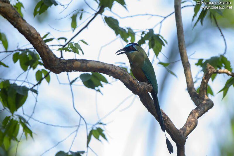 Amazonian Motmot