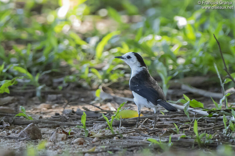 Black-backed Water Tyrant