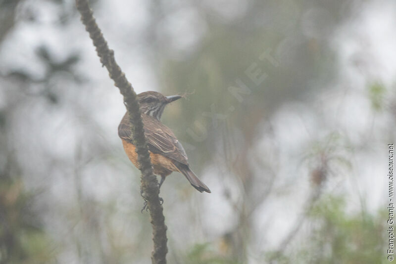 Streak-throated Bush Tyrant