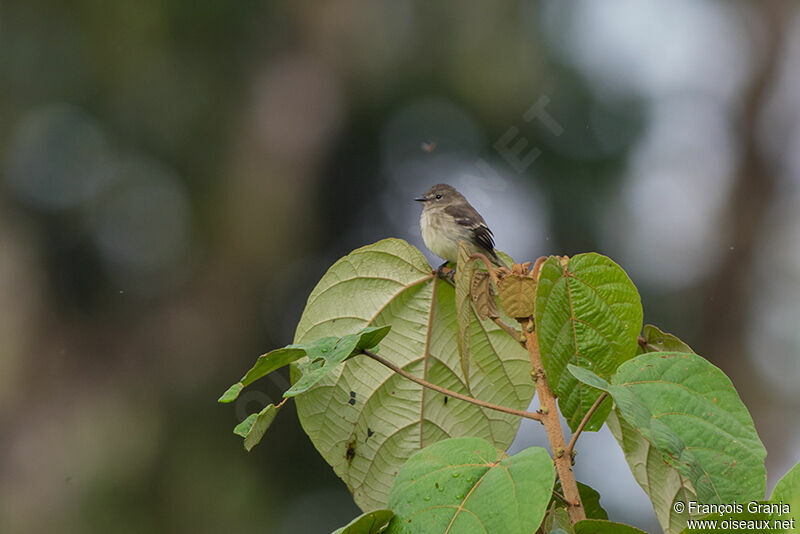 Olive-chested Flycatcher