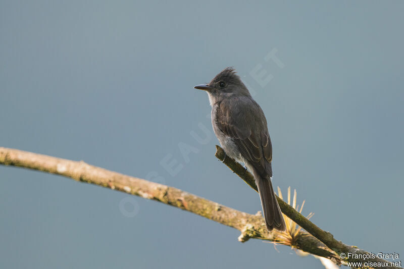 Smoke-colored Pewee