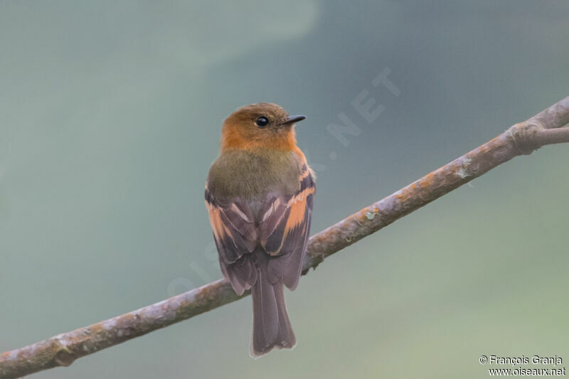 Cinnamon Flycatcher