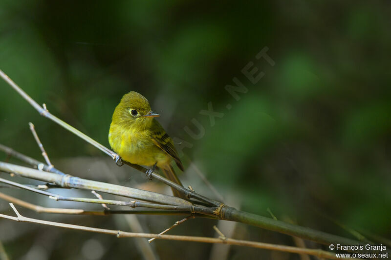 Yellowish Flycatcher