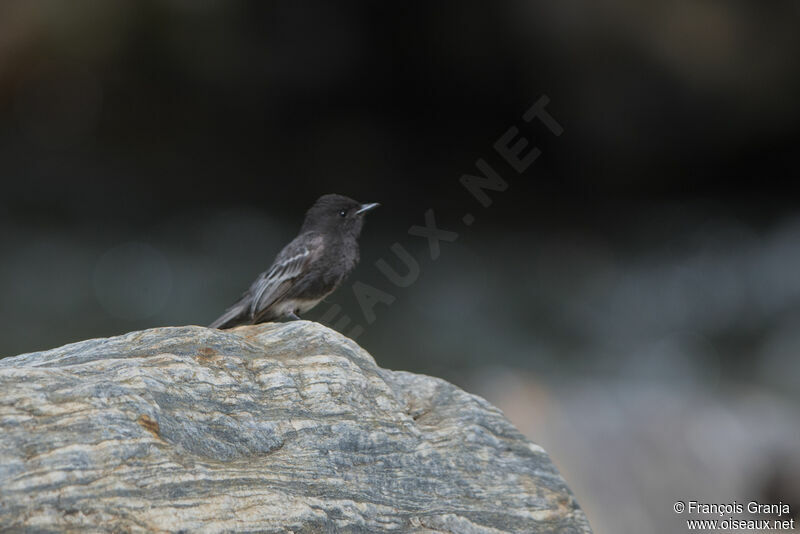 Black Phoebe