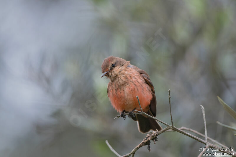 Vermilion Flycatcher