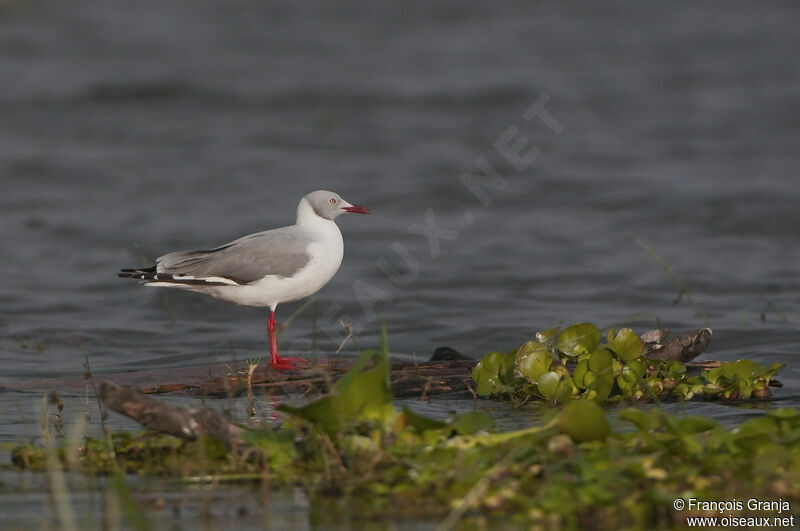 Grey-headed Gull