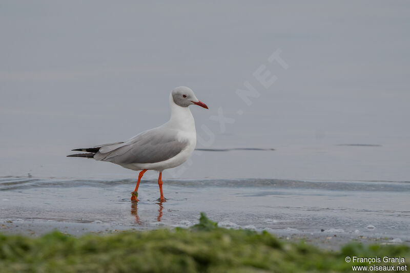 Grey-headed Gull