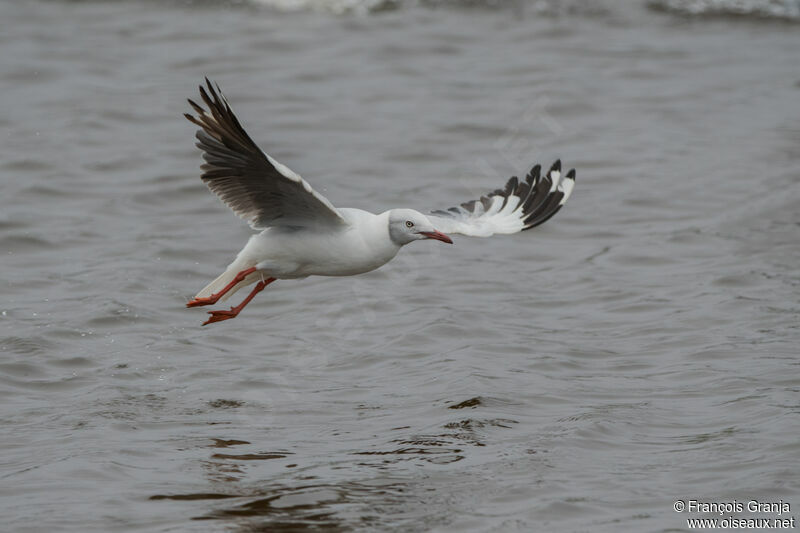 Mouette à tête grise