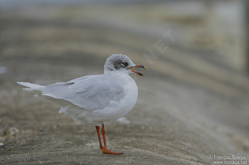 Mediterranean Gull