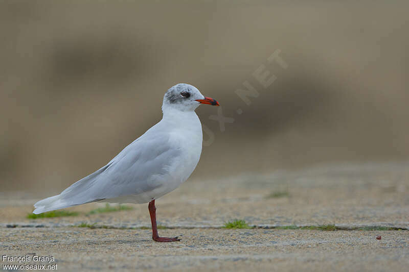 Mediterranean Gulladult post breeding, identification