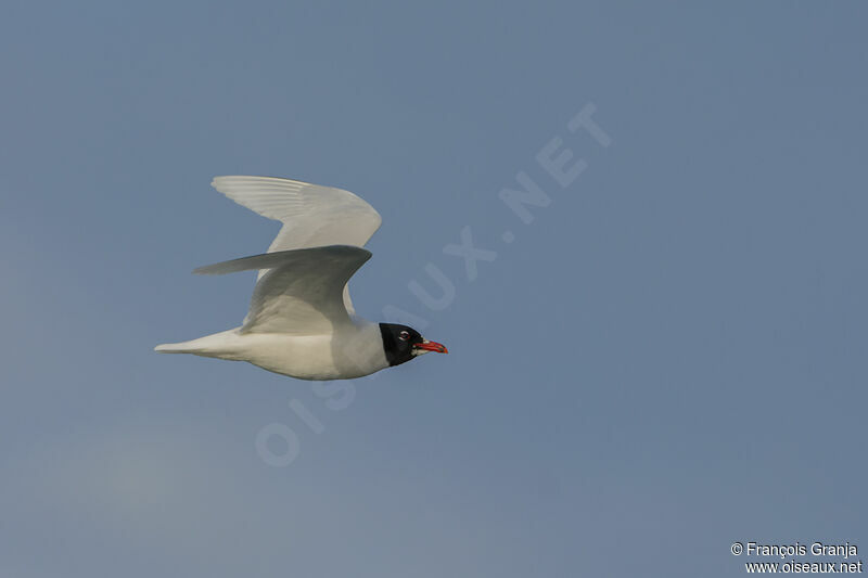 Mouette mélanocéphale, Vol