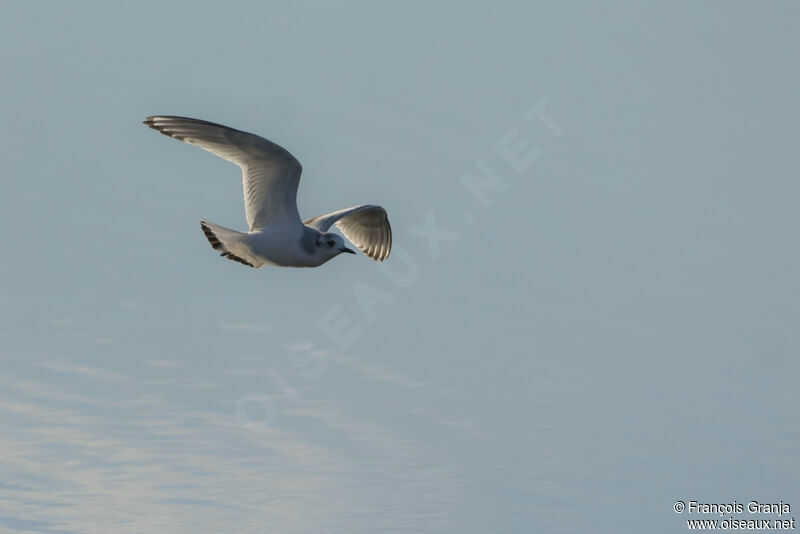 Little Gull