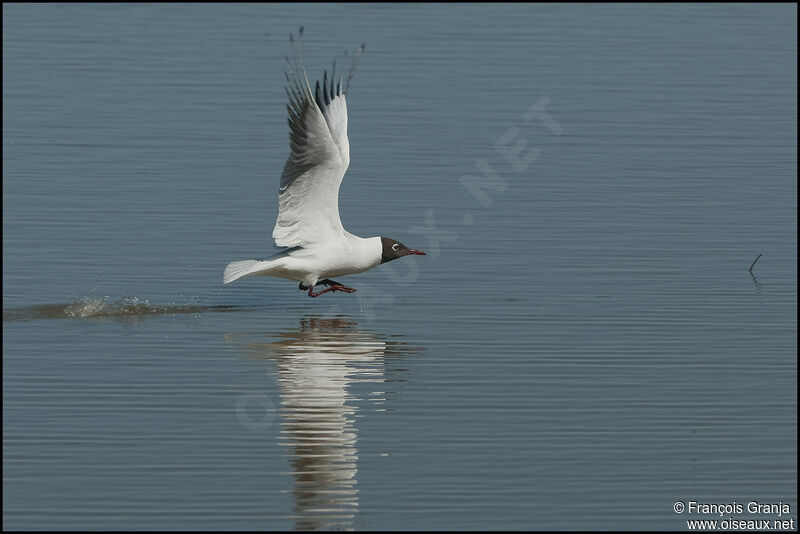 Mouette rieuseadulte