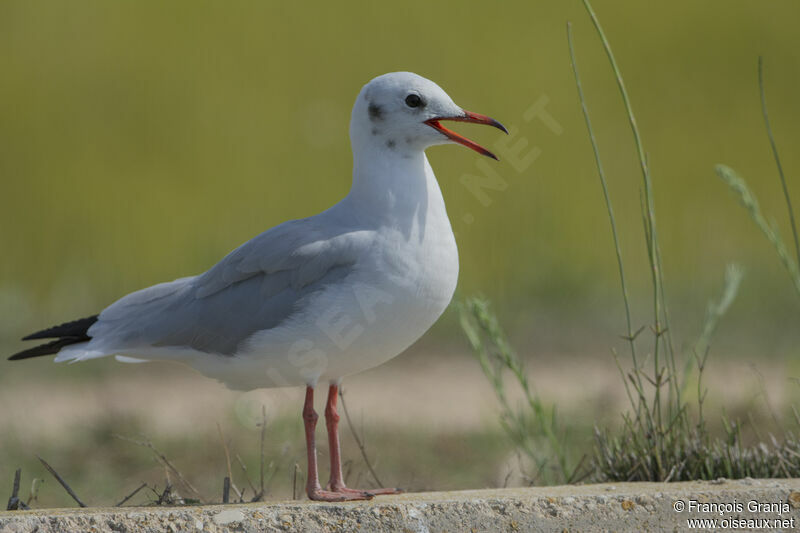 Mouette rieuse