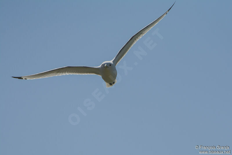 Mouette tridactyleadulte