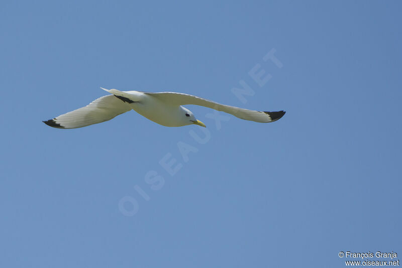 Mouette tridactyleadulte