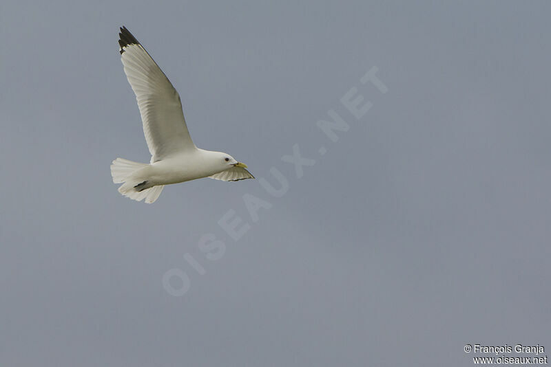 Mouette tridactyleadulte