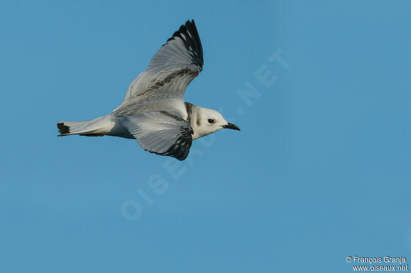 Mouette tridactylejuvénile