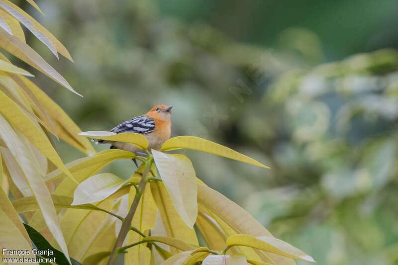 Pacific Antwren female adult, habitat, pigmentation