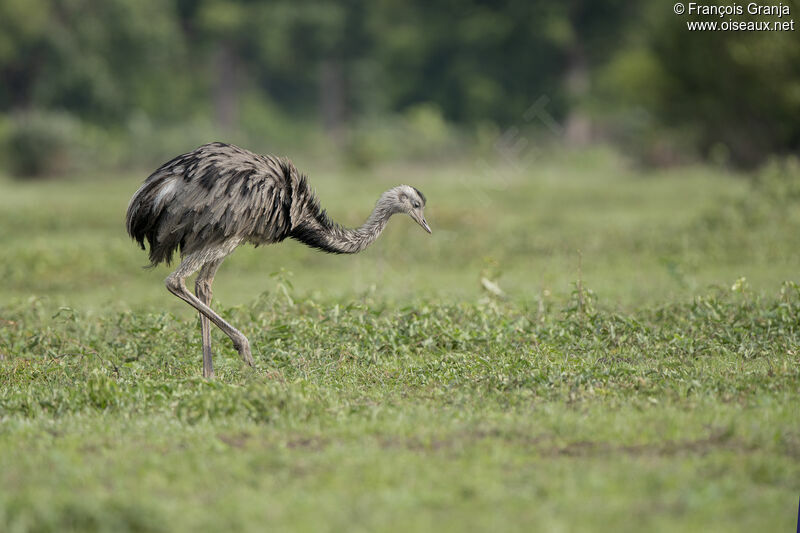 Greater Rhea