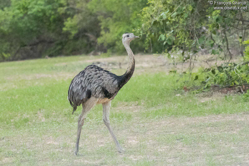 Greater Rhea