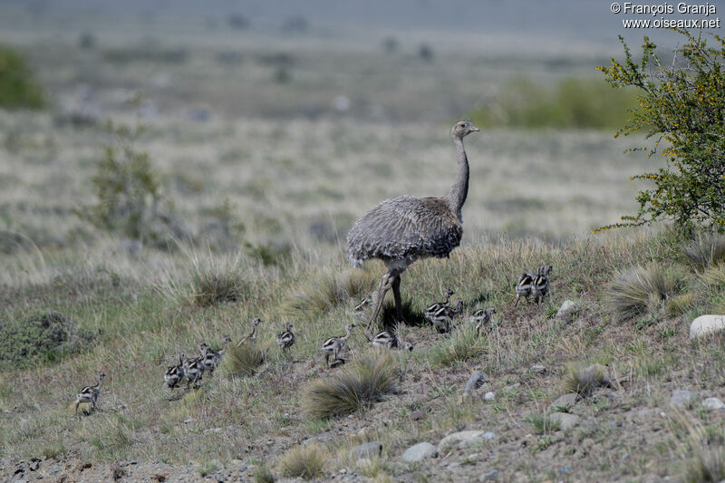 Lesser Rhea