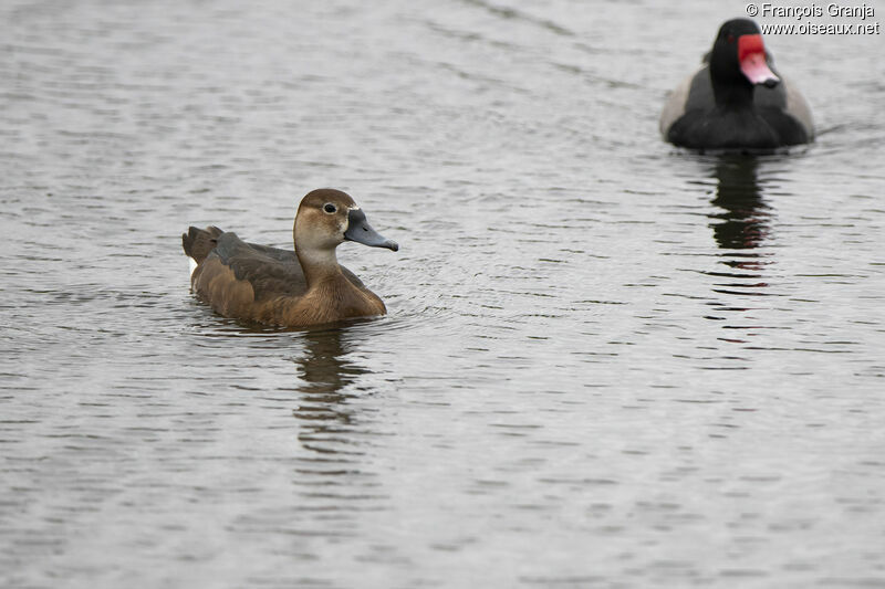 Rosy-billed Pochard female