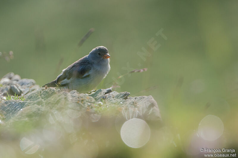 White-winged Snowfinchadult