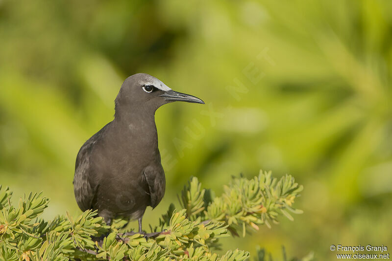 Brown Noddyimmature