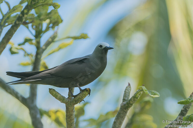 Lesser Noddy