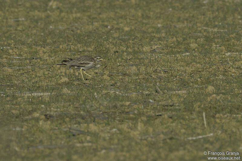 Eurasian Stone-curlew