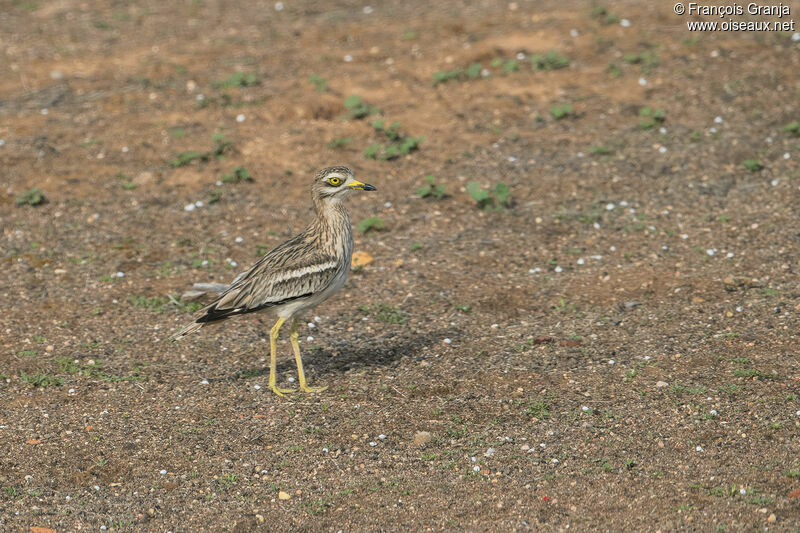 Eurasian Stone-curlew