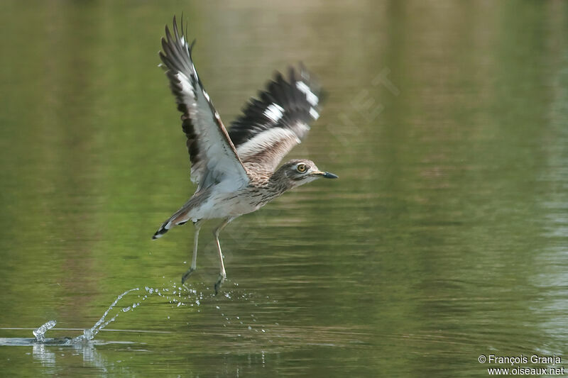 Senegal Thick-kneeadult