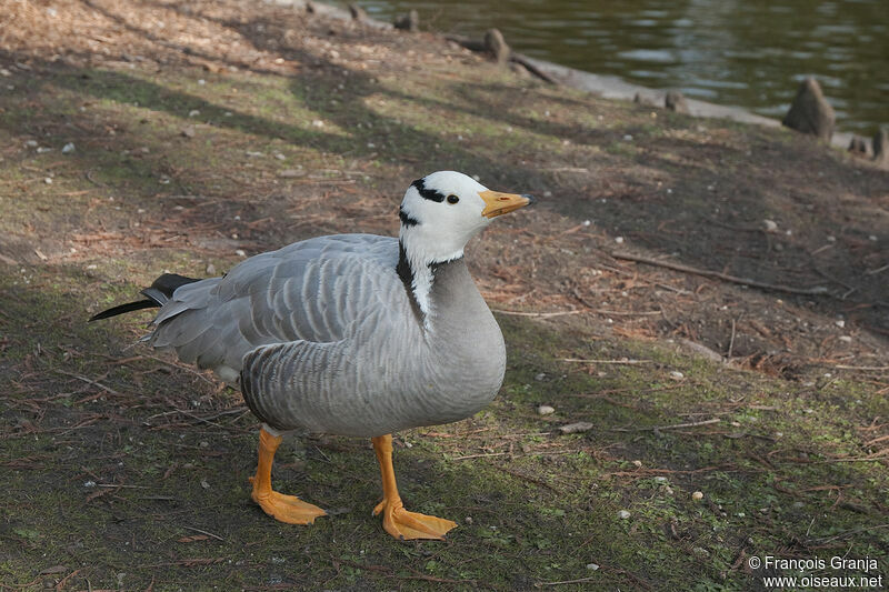 Bar-headed Gooseadult