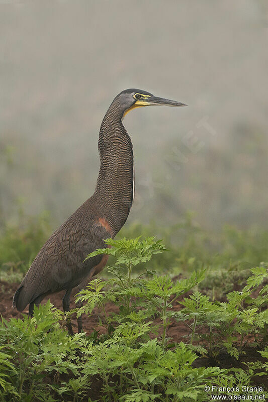 Bare-throated Tiger Heronadult