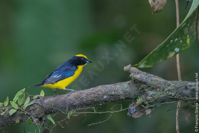 Thick-billed Euphonia male