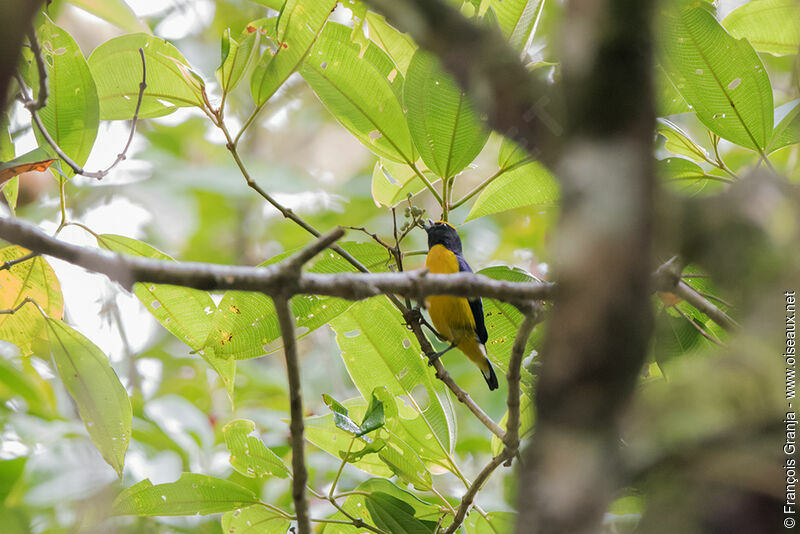 Orange-bellied Euphonia