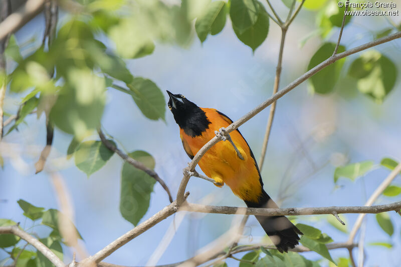 Oriole à dos orange