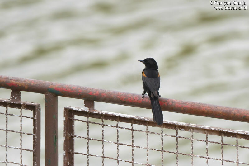 Oriole à galons