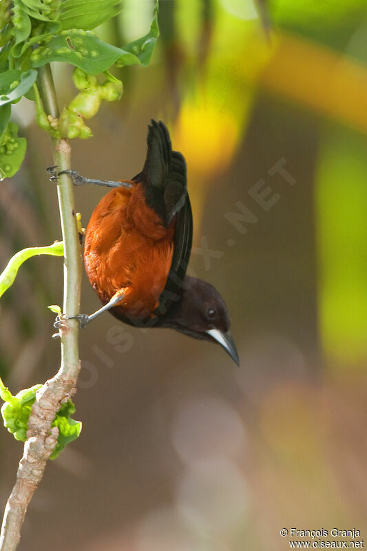 Martinique Orioleadult