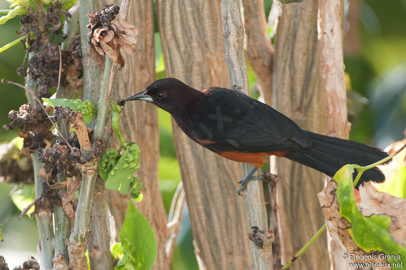 Martinique Orioleadult