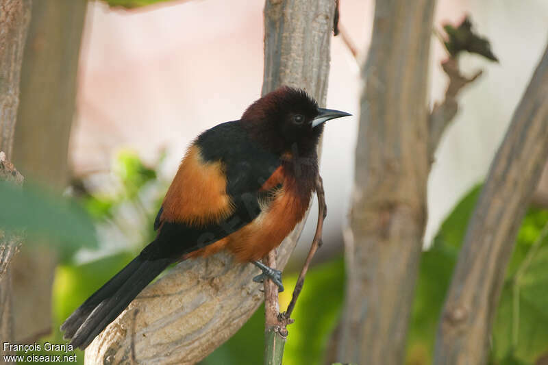 Oriole de la Martiniqueadulte