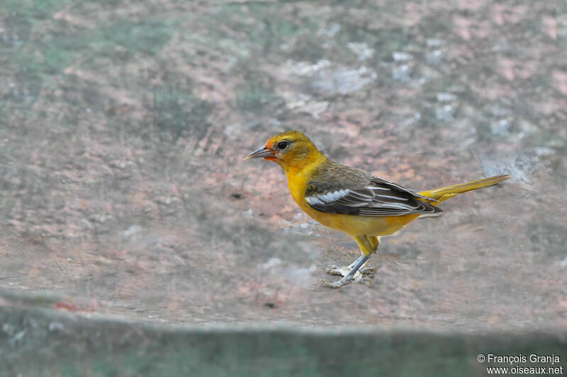 Baltimore Oriole female