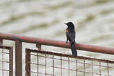 Oriole variable