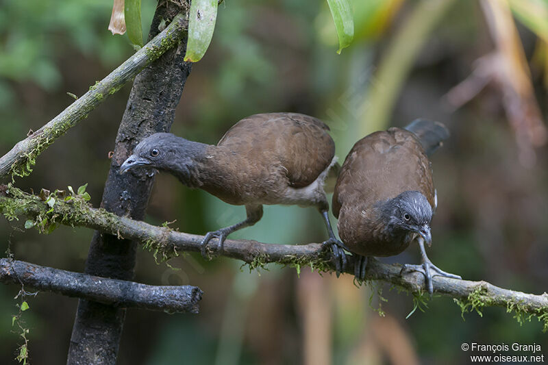 Grey-headed Chachalaca adult