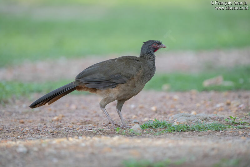 Chaco Chachalaca