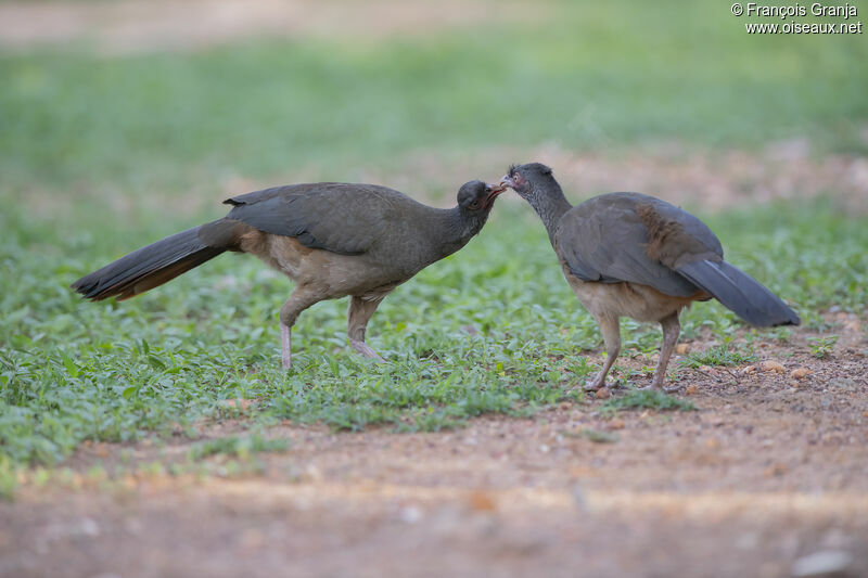 Chaco Chachalaca