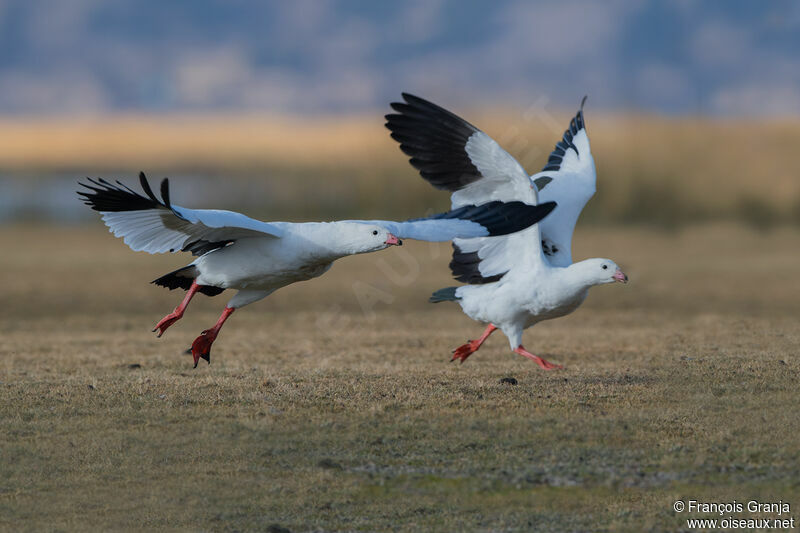 Andean Goose