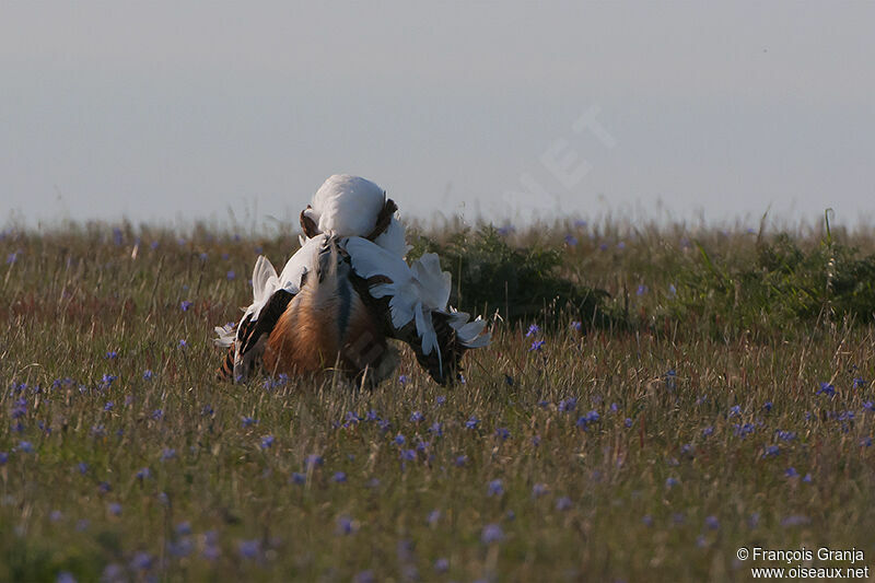 Great Bustard male adult, Behaviour