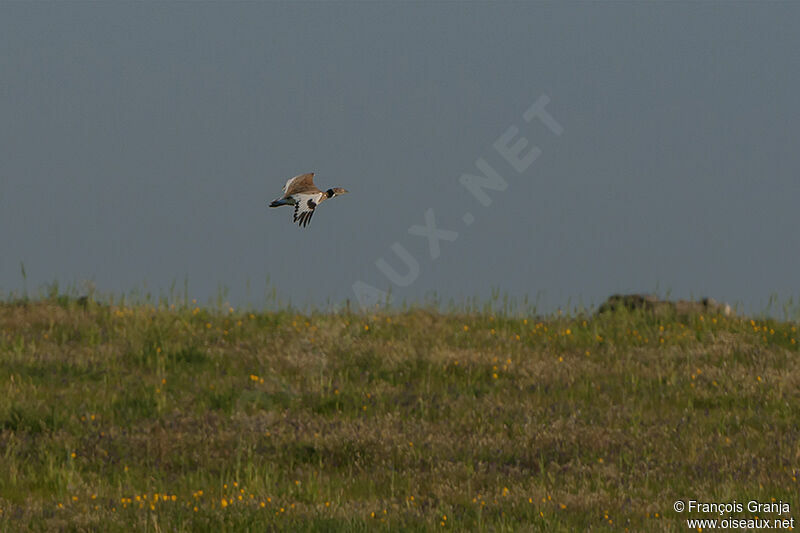 Outarde canepetièreadulte